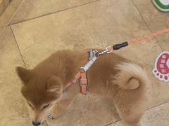 -美联众合动物医院·24h转诊中心