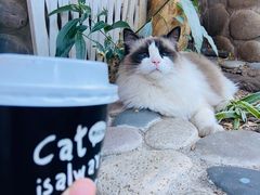 -喵屿·大理花园猫咖