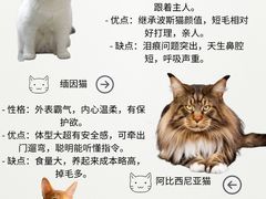 -Bastet sally猫舍购宠(静安店)