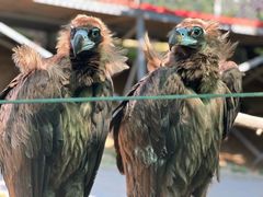 -西霞口神雕山野生动物世界