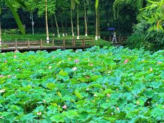 -龙头寺公园