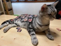 -猫猫幼稚园·撸猫·桌游·电玩