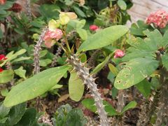 -北京植物园-展览温室