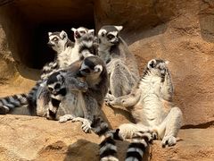 -北京野生动物园