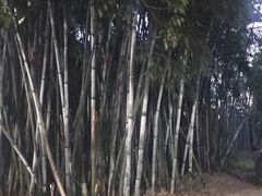 -丰依竹食·老牌竹筒饭