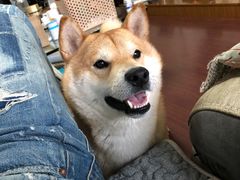 -宠福鑫康馨动物医院·骨科·眼科