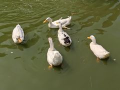 -团结湖公园
