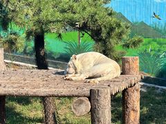 -西霞口神雕山野生动物世界