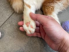-飞行喵MR PILOT|猫舍·猫咖(静安大融城店)