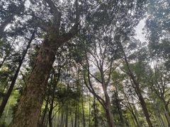 -午潮山国家森林公园