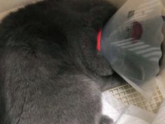 -宠福鑫康馨动物医院·骨科·眼科