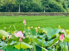 -良渚古城遗址公园