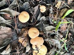 -铁山坪森林公园