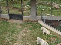 -石家庄市动物园