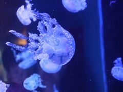 -左海海底世界