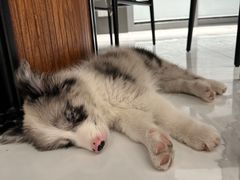 -贝康宠物医院·犬猫全科·小动物特色诊疗中心(东环路店)