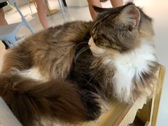 -豆逗聊愈猫阁Easy Life