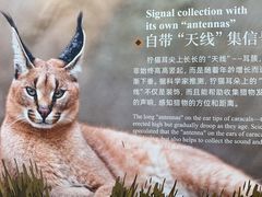 -红山森林动物园
