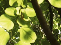 -洛阳市隋唐城遗址植物园