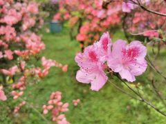 -杭州植物园