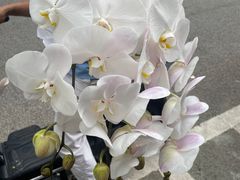 -溪岸路花鸟市场
