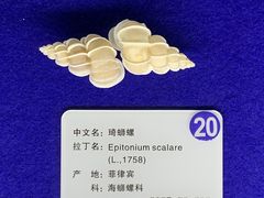 -贝壳王国博物馆
