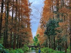 -东平国家森林公园