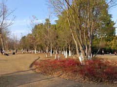 -盘龙城国家考古遗址公园