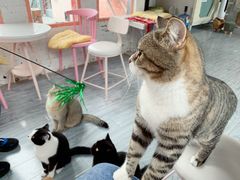 -喵屿·大理花园猫咖