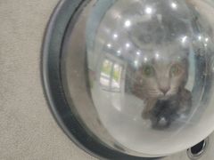 -纳吉亚猫专科动物诊疗中心(蒋宅口分院)