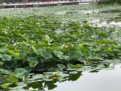 -长春市南湖公园