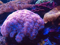 -西雅图水族馆