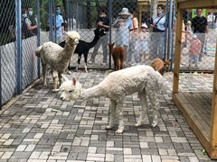 -长白岛森林公园