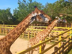 -西霞口神雕山野生动物世界