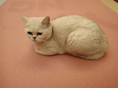 -lincat·猫舍(广州店)