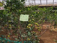 -北戴河集发农业梦想王国