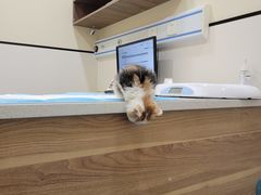 -萌兽医馆·犬猫专科·眼科中心·宠物医院(朝阳门分院)