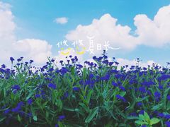 -紫颐香薰山谷景区