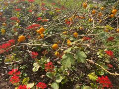 -中国科学院西双版纳热带植物园