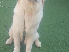 -宠物寄养训练学校