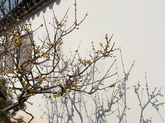 -无锡梅园公园