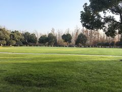 -合肥滨湖国家森林公园