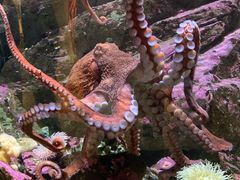 -西雅图水族馆