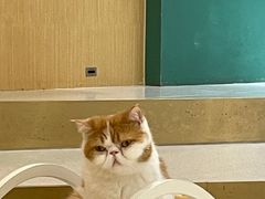 -飞行喵MR PILOT|猫舍·猫咖(静安大融城店)