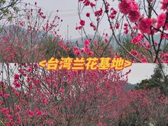 -高东镇樱花园