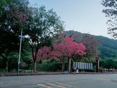 -风云岭森林公园