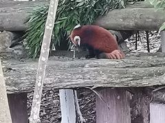 -都江堰中华大熊猫苑
