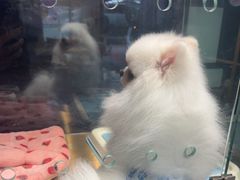 -FAELING PETS美天灵宠物(富力广场店)