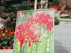 -西安大兴善寺