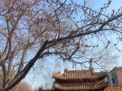 -桃花堤公园